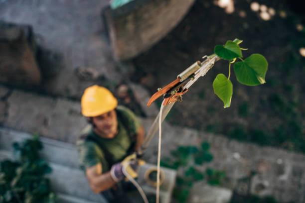 Professional Tree Service in Willow Grove, PA